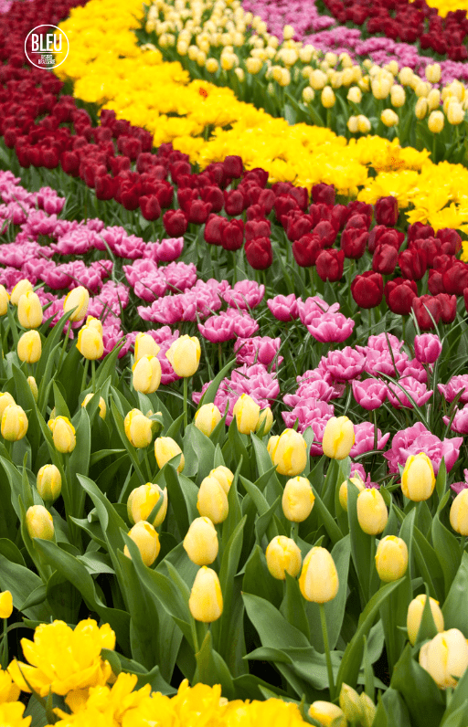 Keukenhof 2026